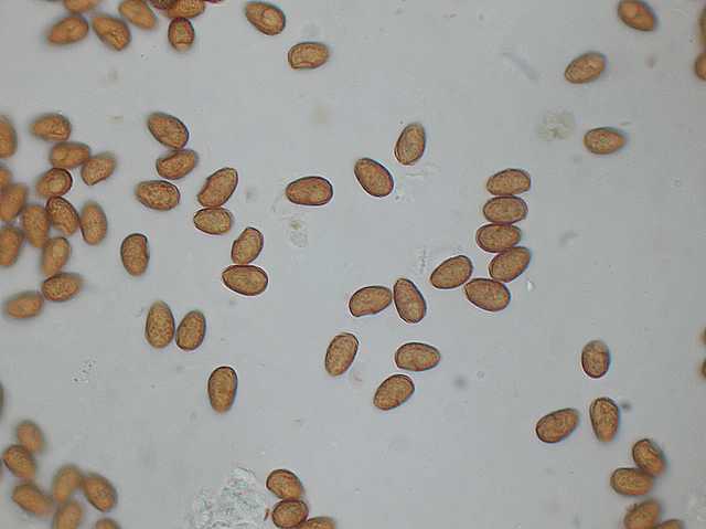 Galerina spec. Cod.DSCN 9112